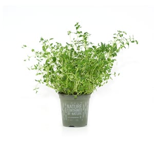 Holland Thyme Leaves 1 pkt