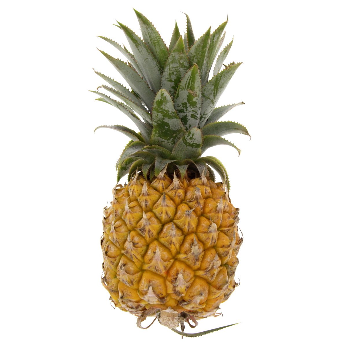Baby Pineapple South Africa 1 pc