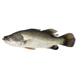 Fresh Baramundi Fish 1.5 kg