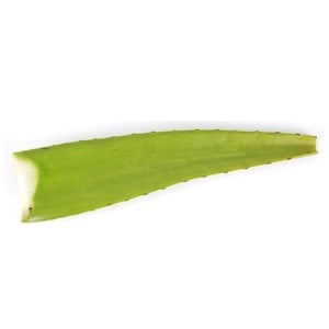 Aloe Vera Leaves Indonesia 1 pc