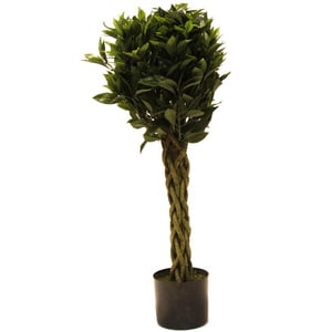 Home Style Bay Leaf Topiary With Pot- 90cm