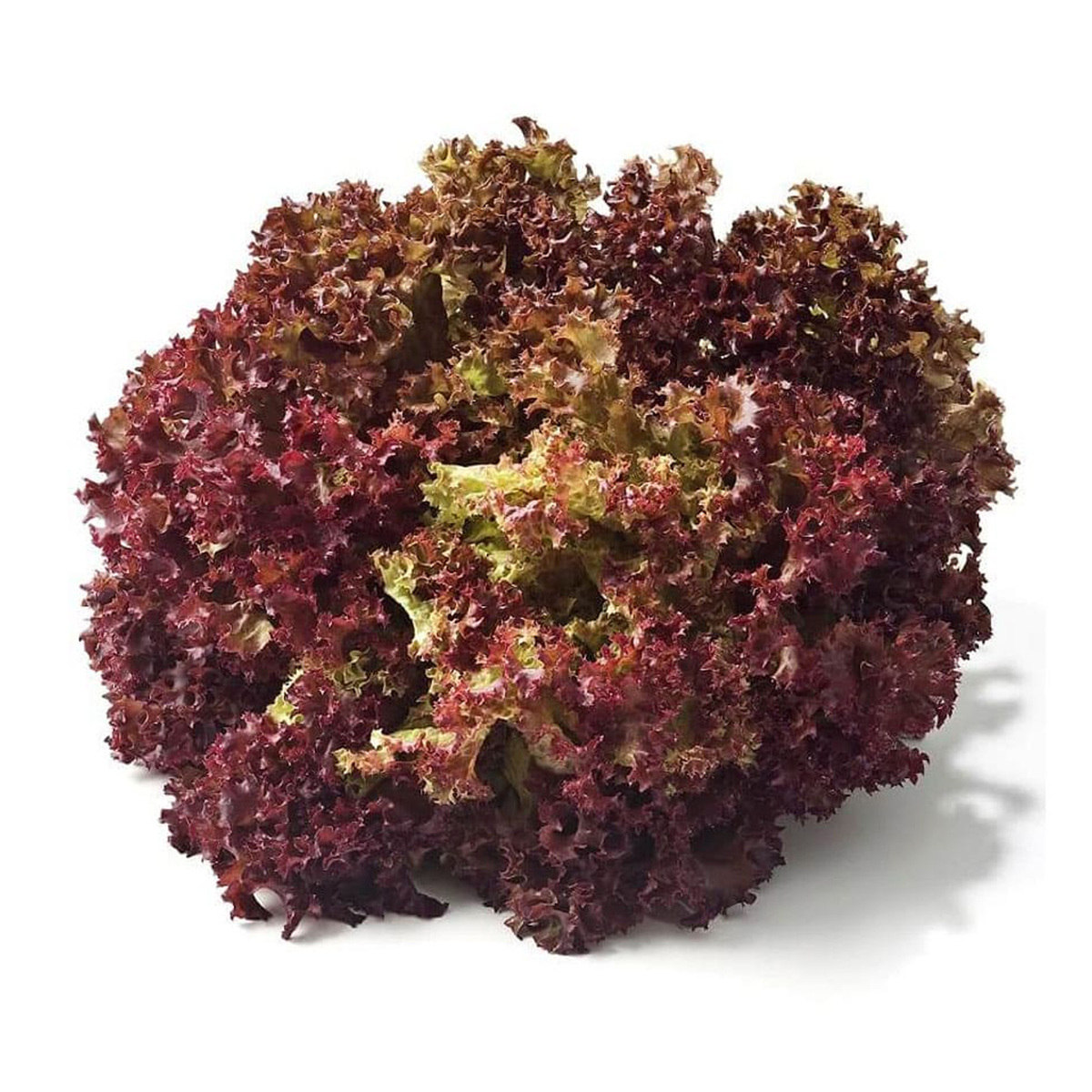 Lollo Rosso Lettuce Qatar 250 g