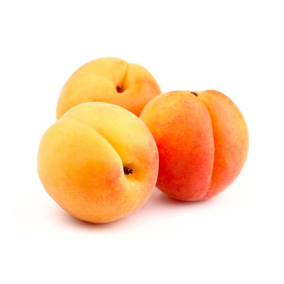 Apricot Syria 1 pkt