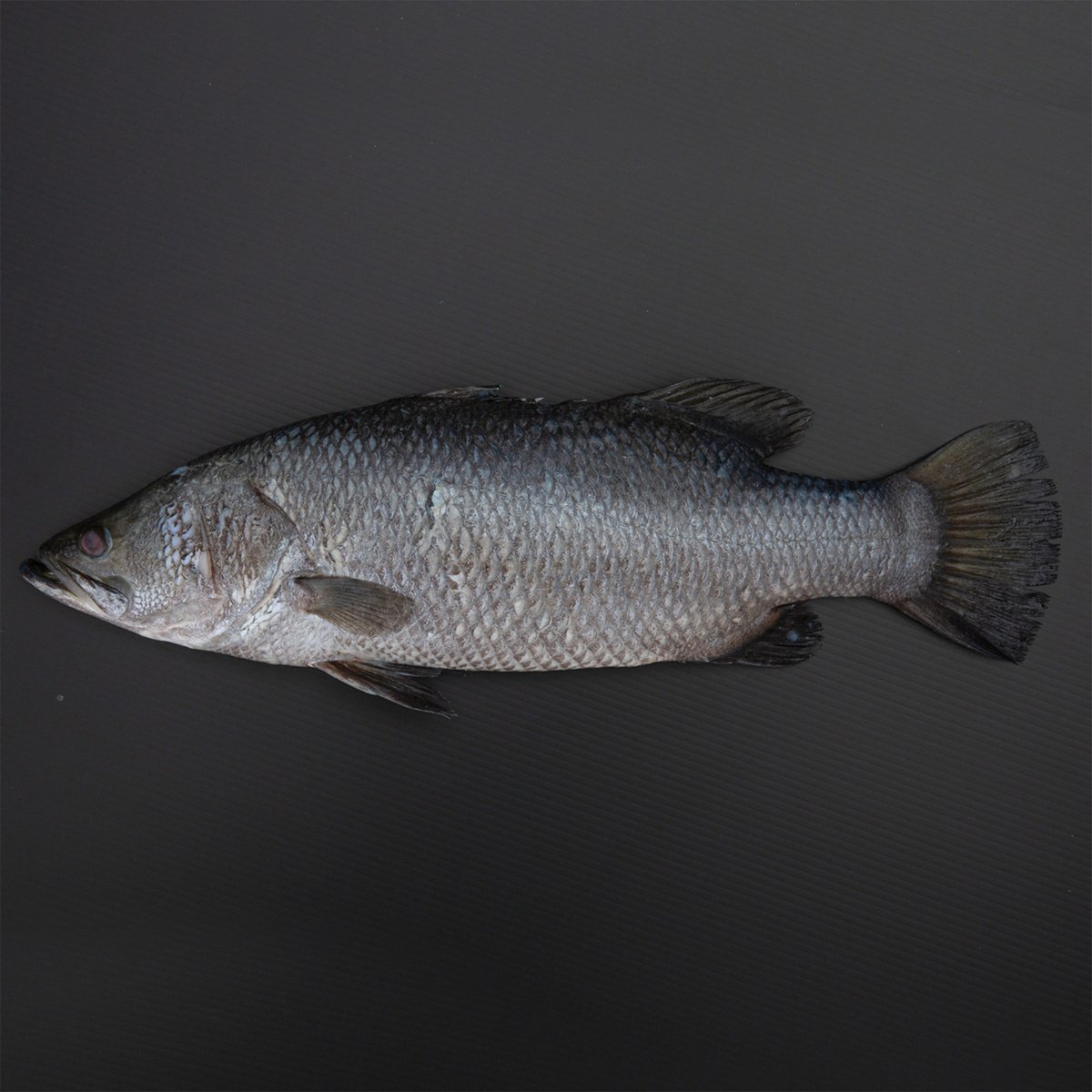 Arabian Sea Bass Fish UAE Whole Cleaned 1 kg