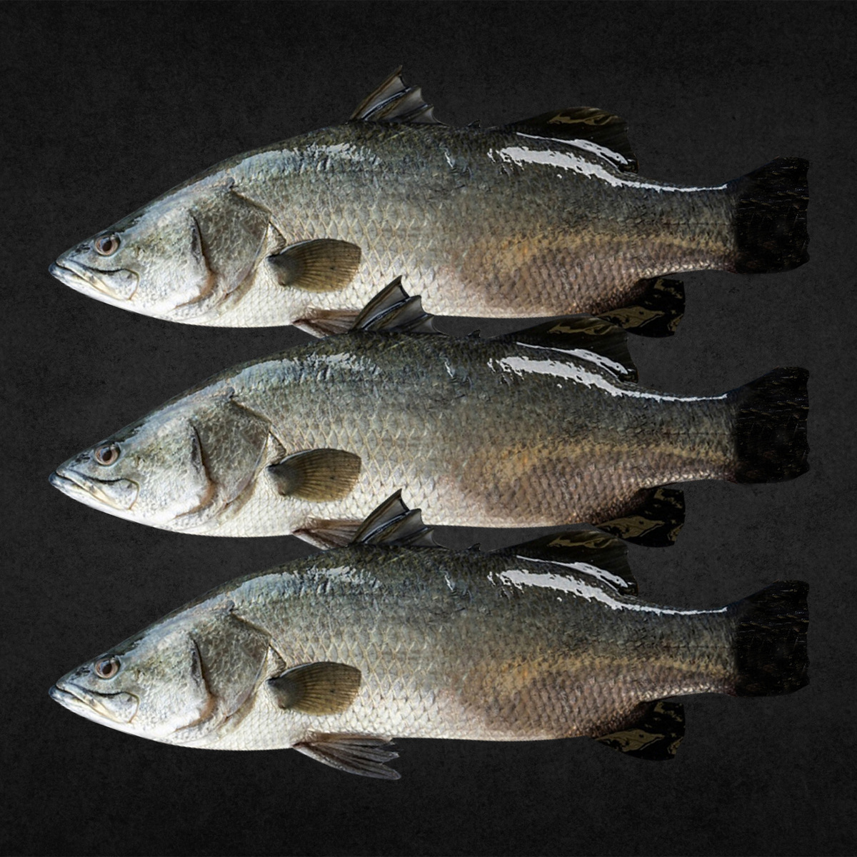 Qatar Farmed Sea Bass 1 kg - 2 kg