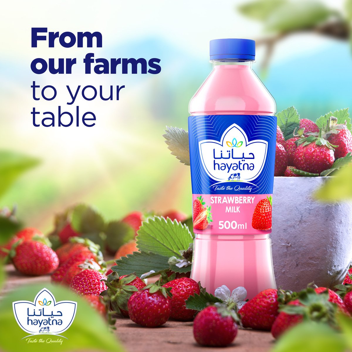 Hayatna Strawberry Flavoured Milk 500 ml