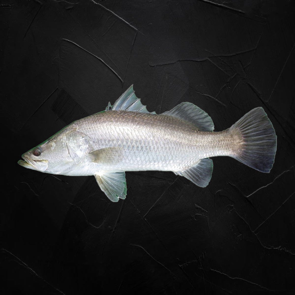 Barramundi Fish Small 1 kg