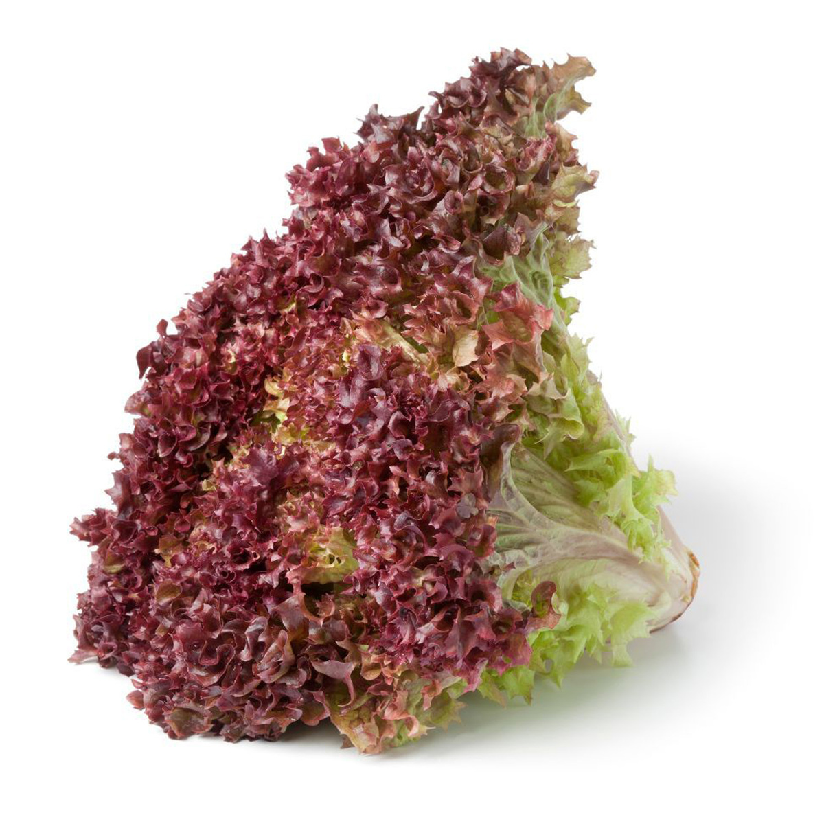 Lollo Rosso Lettuce Qatar 250 g