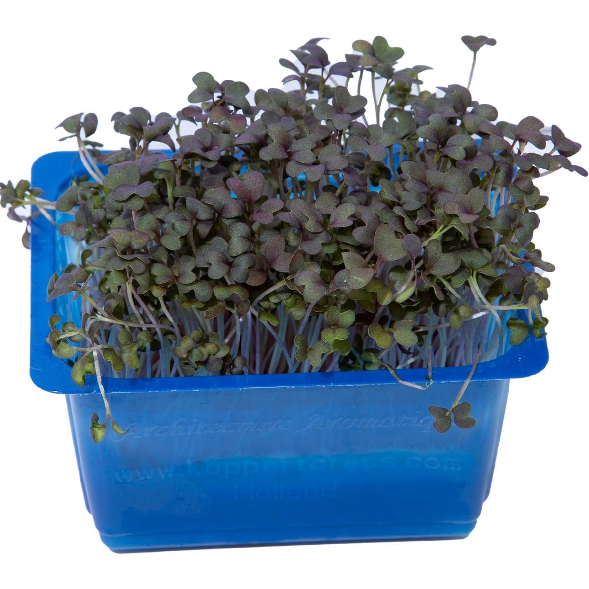 Cress Shiso Purple 1 pkt