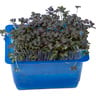 Cress Shiso Purple 1 pkt