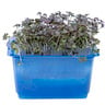 Cress Shiso Purple 1 pkt