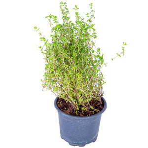 Thyme Pots UAE