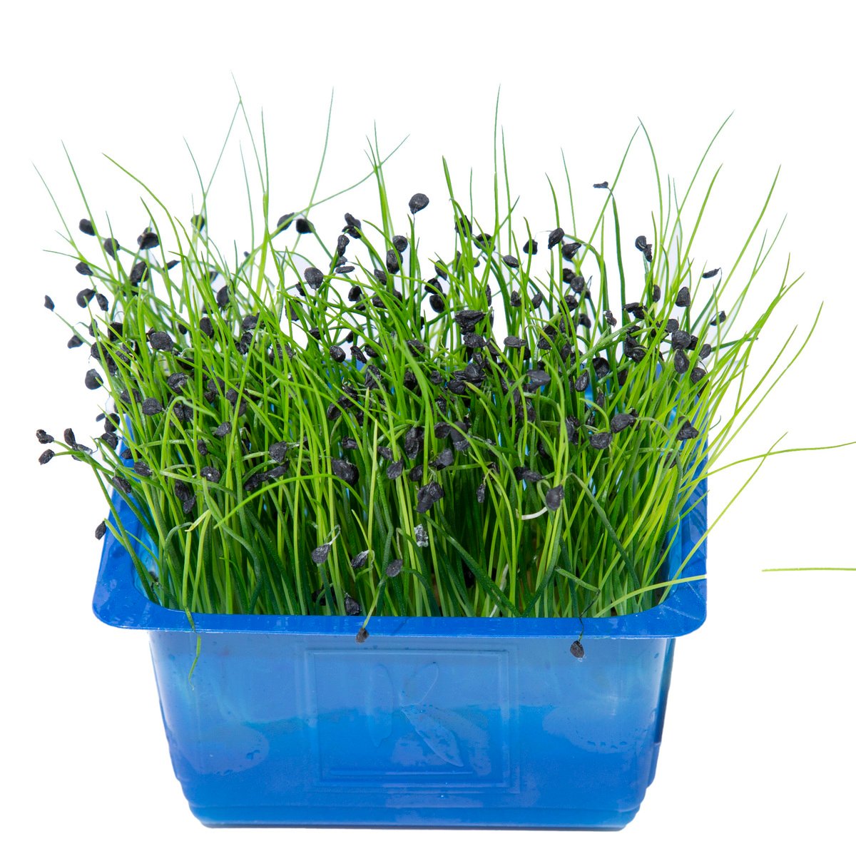 Cress Rock Chives 1 pkt