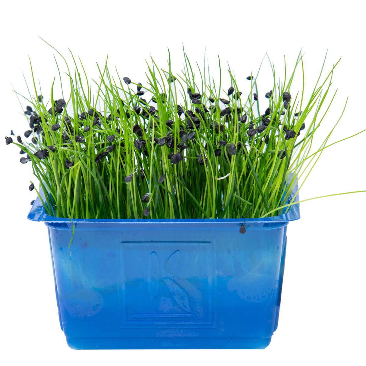 Cress Rock Chives 1 pkt