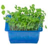 Cress Shiso Mix 1 pkt