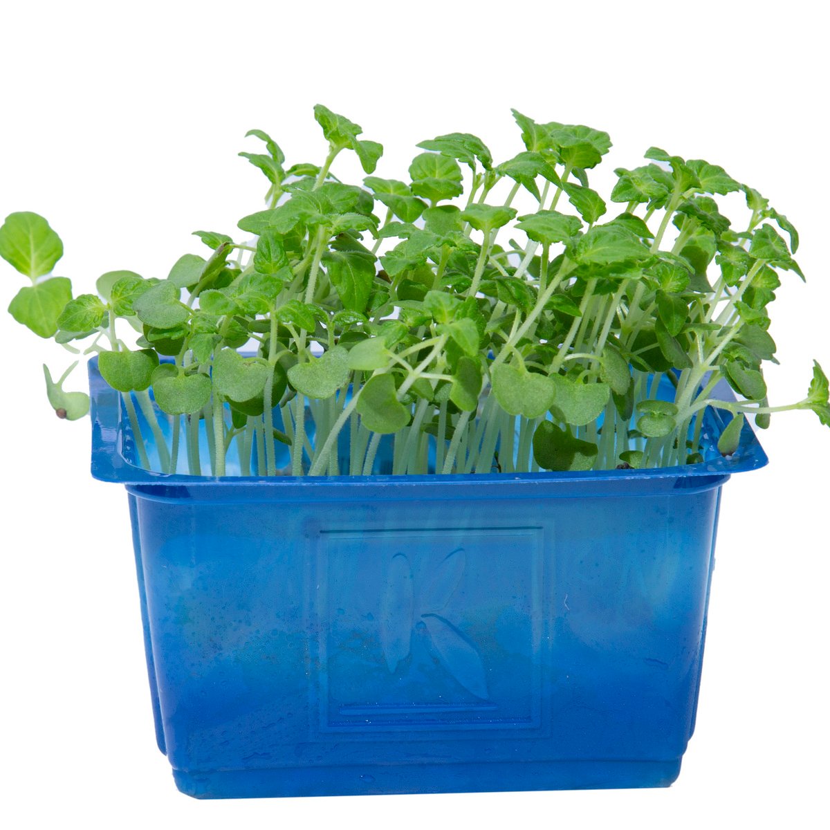 Cress Shiso Mix 1 pkt