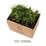 Cress Tendril UAE 2 pcs