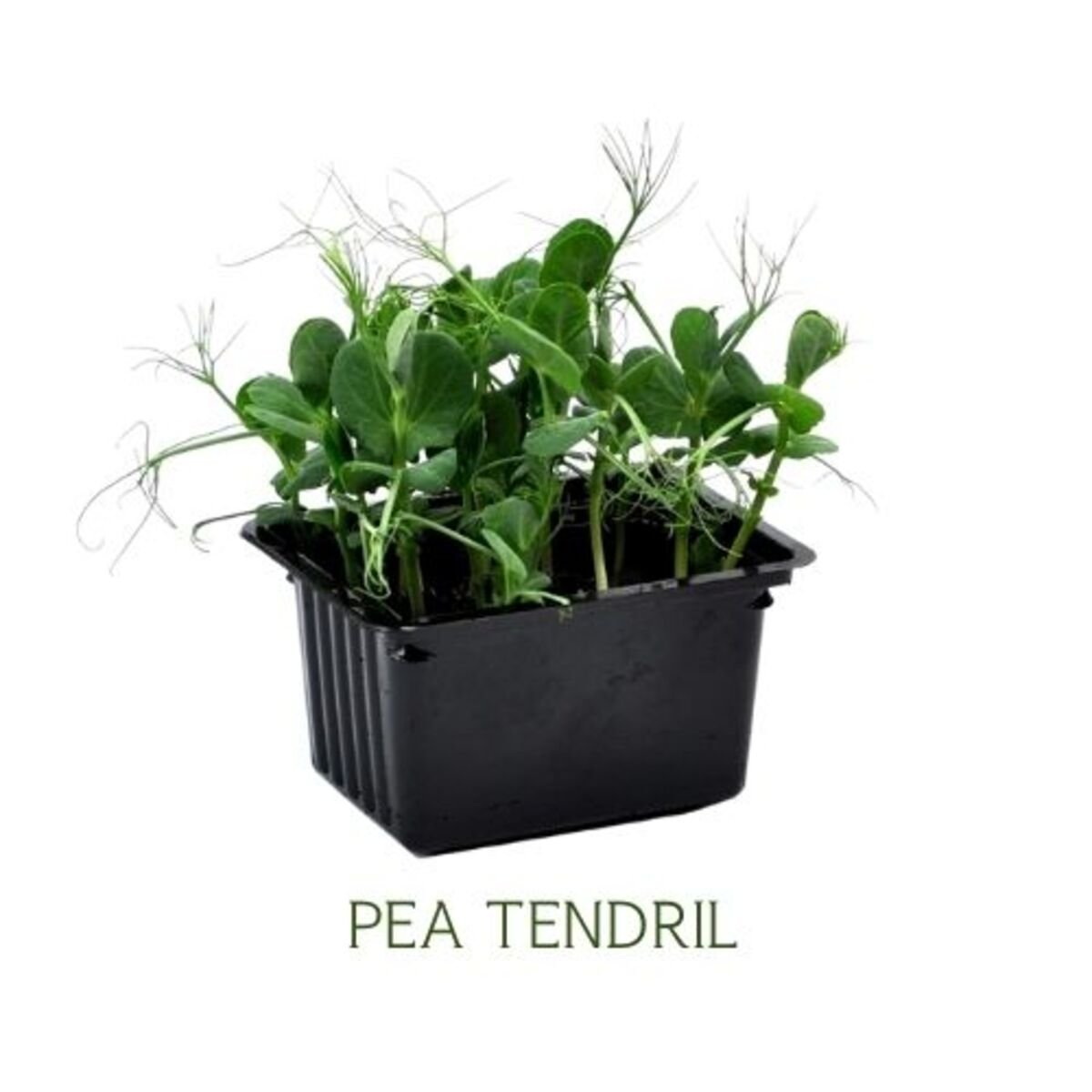 Cress Tendril UAE 2 pcs