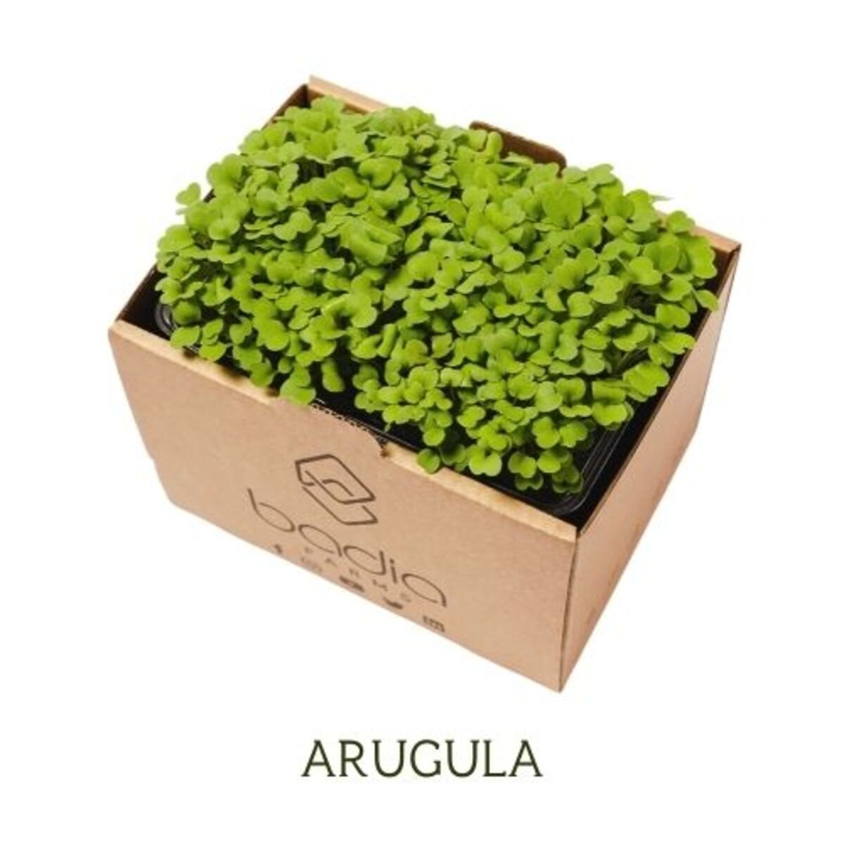 Cress Arugula UAE 2 pcs