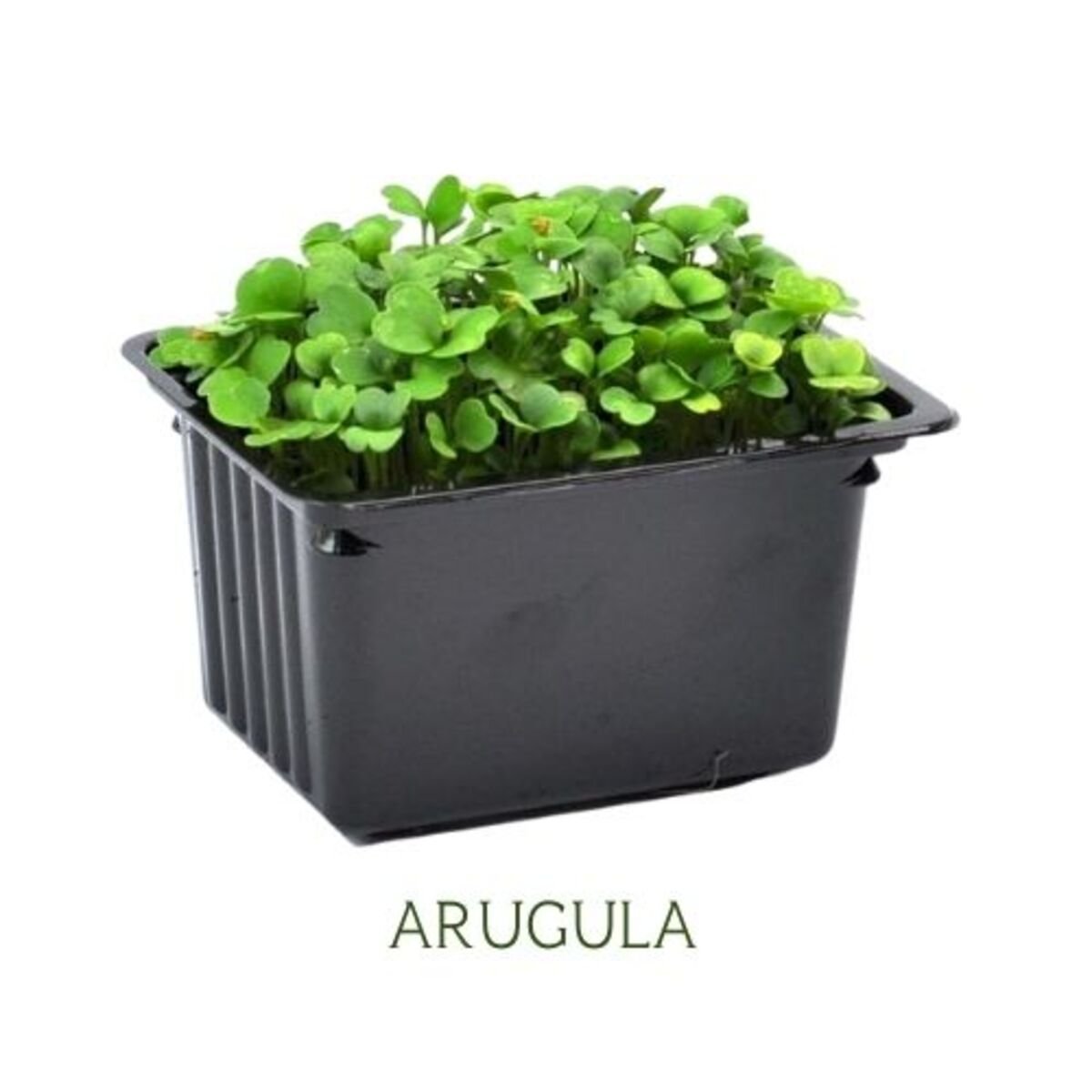 Cress Arugula UAE 2 pcs