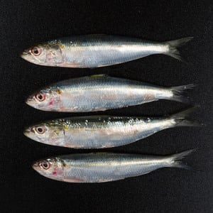 Fresh Sardines Small Not Cleaned 500 g