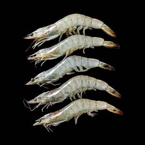 Omani Defrosted Shrimps 61/80 500 g