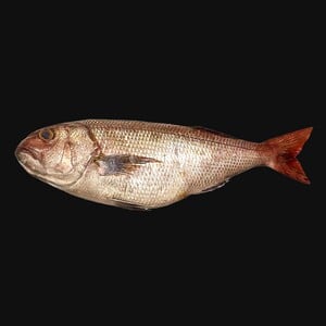 Fresh Andak Fish Whole Cleaned 1 kg