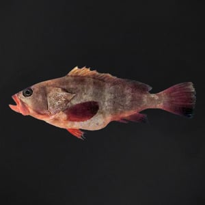 Hamour Fish (Disco) Whole Cleaned 1 kg