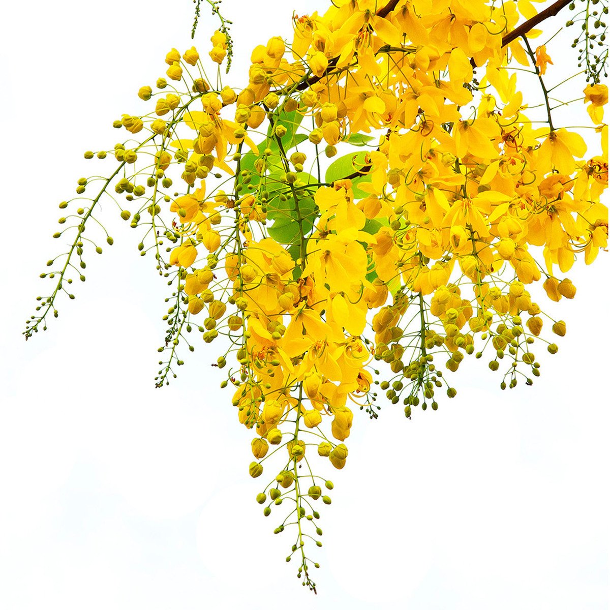 Yellow Flower 250 g Approx. Weight