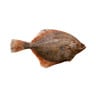 Flounder Fish 800g Approx. Weight