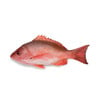 Red Snapper Small 800g Approx Weight