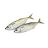 Mackerel Big 500g Approx Weight