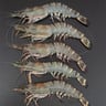 Fresh Black Tiger Prawns 500 g