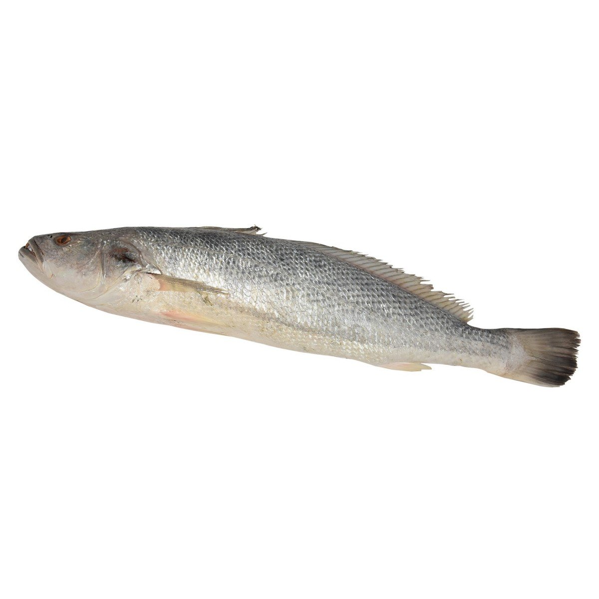Fresh Nuwaibi Fish 1.250kg