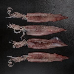 Fresh Squid Whole 10/20 500 g