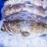 Grouper Fish 1kg