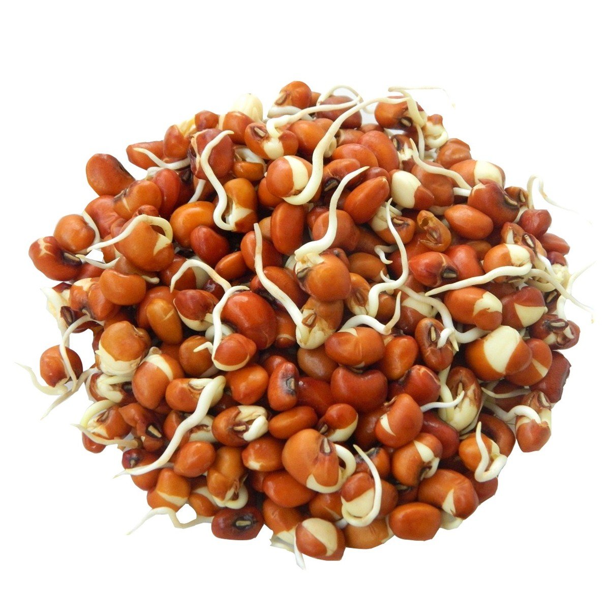 Red Beans Sprout UAE 250 g