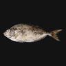 Safi Fish Small Whole Cleaned 1 kg