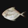 Halwayoo (Black Pomfret) Whole Cleaned 1 kg