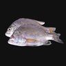 White Koffer Fish Small Whole Cleaned 1 kg