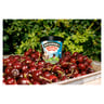 Ben & Jerry's Cherry Garcia & Fudge Flakes Ice Cream 473 ml