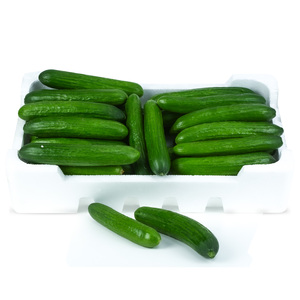 Cucumber 5 kg