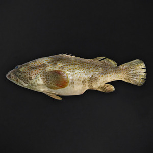 Hamour Fish Medium Whole Cleaned 2 kg