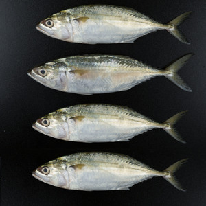 Fresh Mackerel Small 500 g