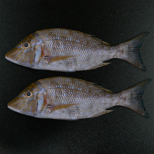 Fresh Sheri Local Whole Cleaned 1 kg