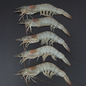 Fresh Prawns Medium Uncleaned 350 g