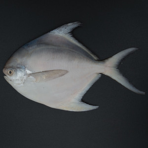 Fresh White Pomfret Medium 500 g