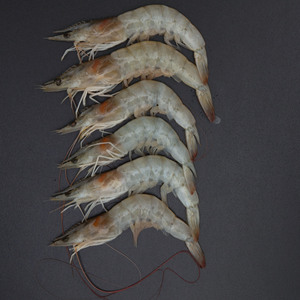 Fresh Prawns Farmed Medium 350 g